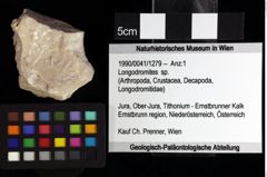 Foto (Objket + Etiketten) von Longodromites sp. 